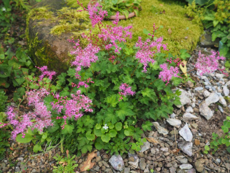 Filipendula ´Rosenelfe´